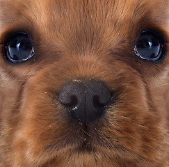 Image showing puppy cavalier king charles