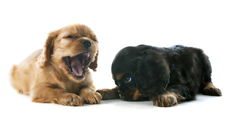 Image showing puppy cavalier king charles