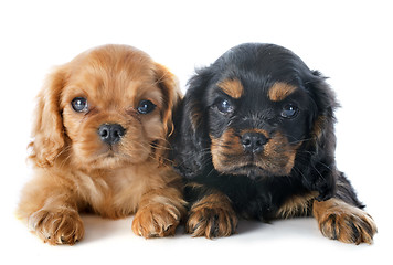 Image showing puppies cavalier king charles
