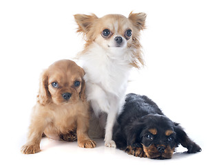 Image showing puppies cavalier king charles and chihuahua