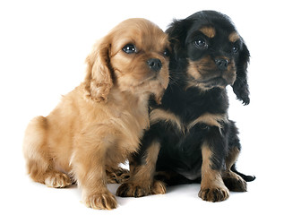 Image showing puppies cavalier king charles