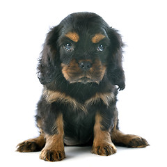 Image showing puppy cavalier king charles