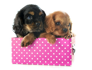 Image showing puppy cavalier king charles