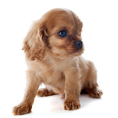 Image showing puppy cavalier king charles