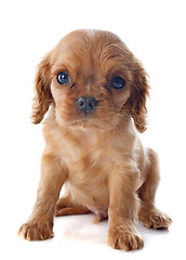 Image showing puppy cavalier king charles