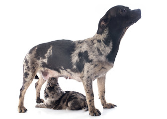 Image showing puppy and mother chihuahua