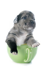 Image showing puppy chihuahua in tea cup