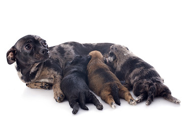 Image showing puppies and mother chihuahua