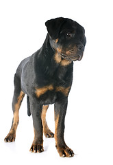 Image showing puppy rottweiler