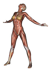 Image showing Female Anatomy Figure