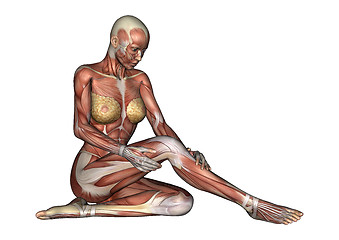 Image showing Female Anatomy Figure