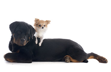 Image showing puppy rottweiler and rottweiler