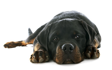 Image showing puppy rottweiler