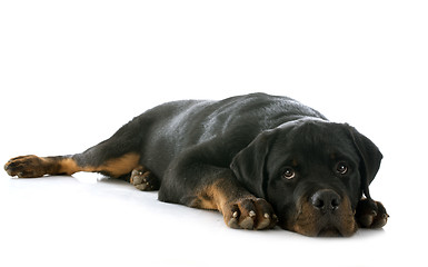 Image showing puppy rottweiler