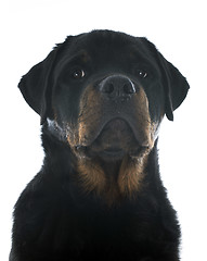 Image showing rottweiler