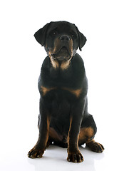 Image showing puppy rottweiler