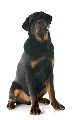 Image showing young rottweiler
