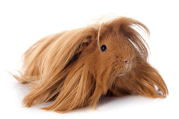 Image showing Peruvian Guinea Pig