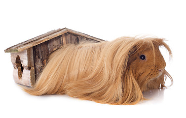 Image showing Peruvian Guinea Pig