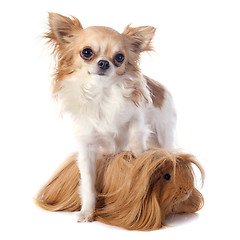 Image showing Peruvian Guinea Pig and chihuahua
