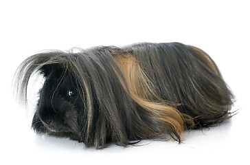 Image showing Peruvian Guinea Pig