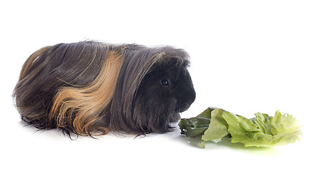 Image showing eating Peruvian Guinea Pig