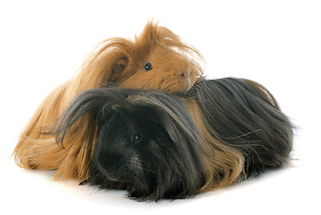 Image showing Peruvian Guinea Pigs