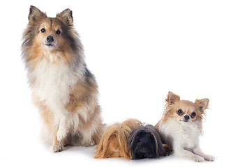 Image showing Peruvian Guinea Pig and dogs
