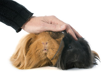 Image showing Peruvian Guinea Pig