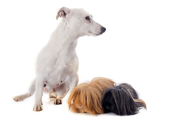 Image showing Peruvian Guinea Pig and dog