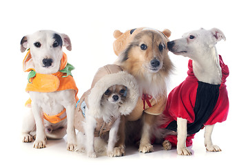 Image showing dressed dogs