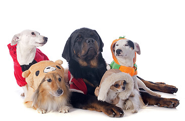 Image showing dressed dogs