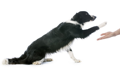 Image showing border collie