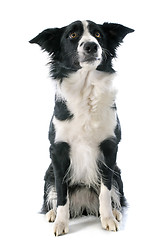 Image showing border collie