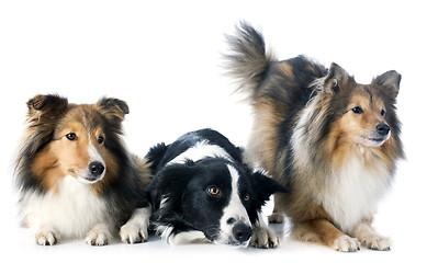 Image showing three dogs