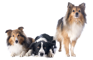 Image showing three dogs