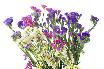 Image showing limonium