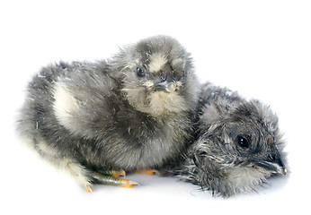 Image showing young chick