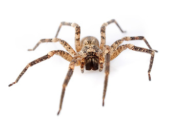 Image showing House spiders