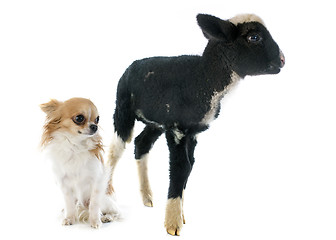 Image showing young lamb and chihuahua