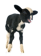 Image showing young lamb