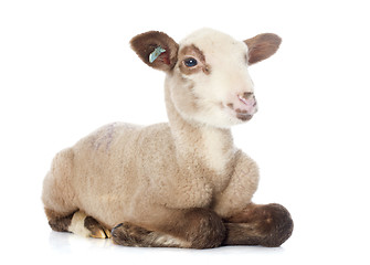 Image showing young lamb