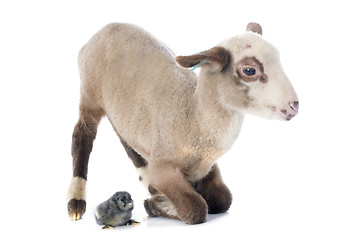 Image showing young lamb and chick