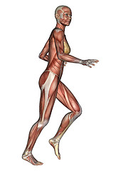 Image showing Female Anatomy Figure