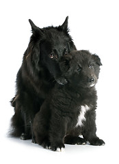 Image showing puppy and adult groenendael