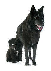 Image showing puppy and adult groenendael