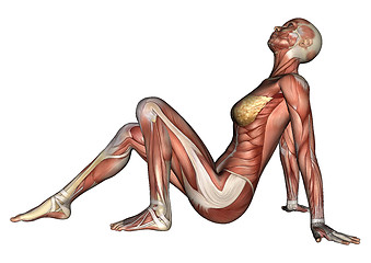 Image showing Female Anatomy Figure