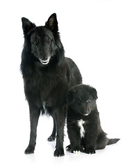 Image showing puppy and adult groenendael