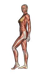 Image showing Female Anatomy Figure