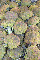 Image showing lot of green cauliflower
